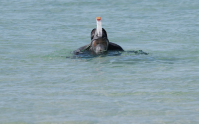 Study links pulmonary condition to Hawaii snorkeling deaths