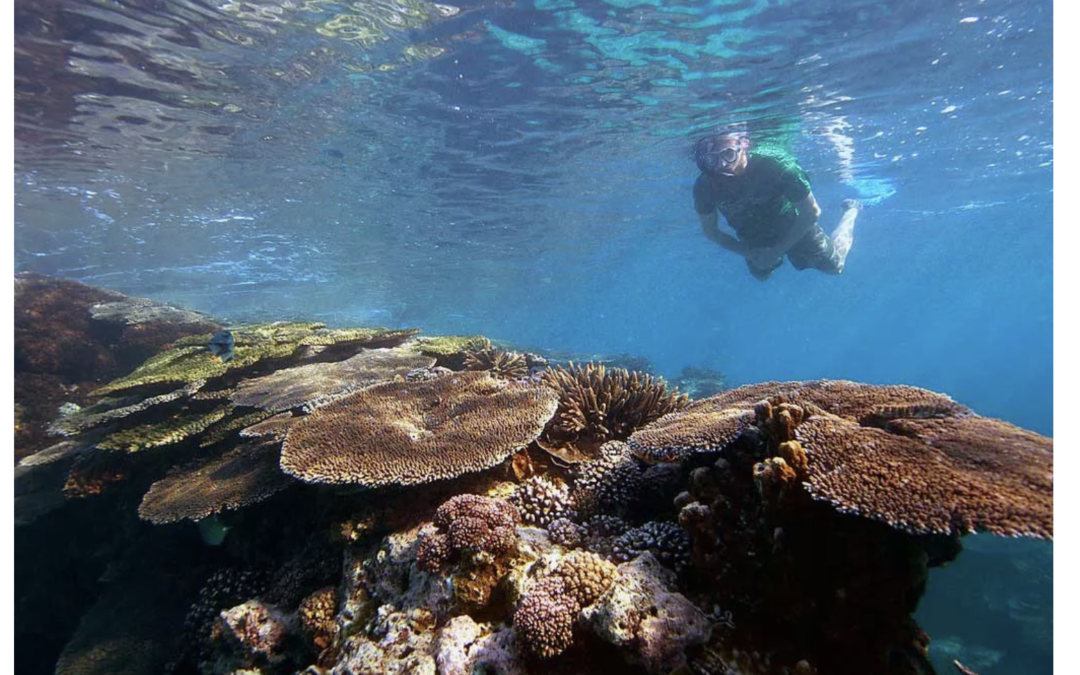 Red Flags for Snorkelers: How to Stop the Quiet Deaths